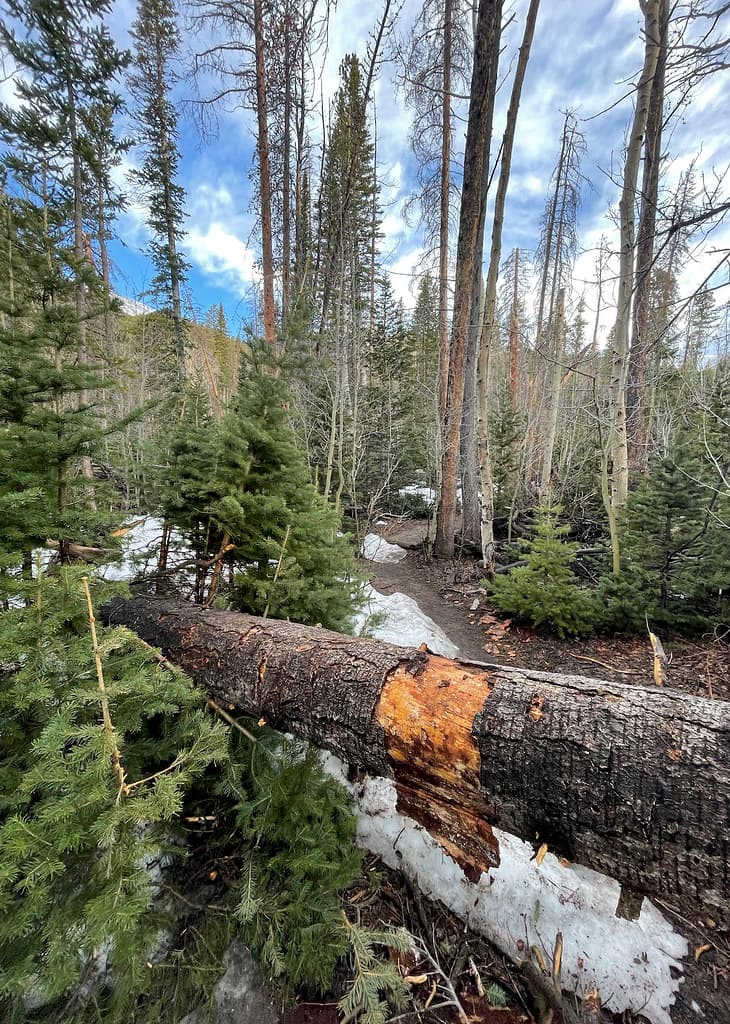 A downed tree with evidence of where hikers prior had to manuever over it.